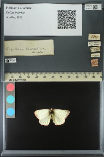 Media type: image;   Entomology 192031
